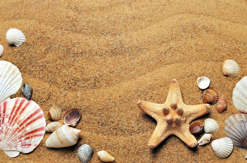 sea shells on a sandy beach