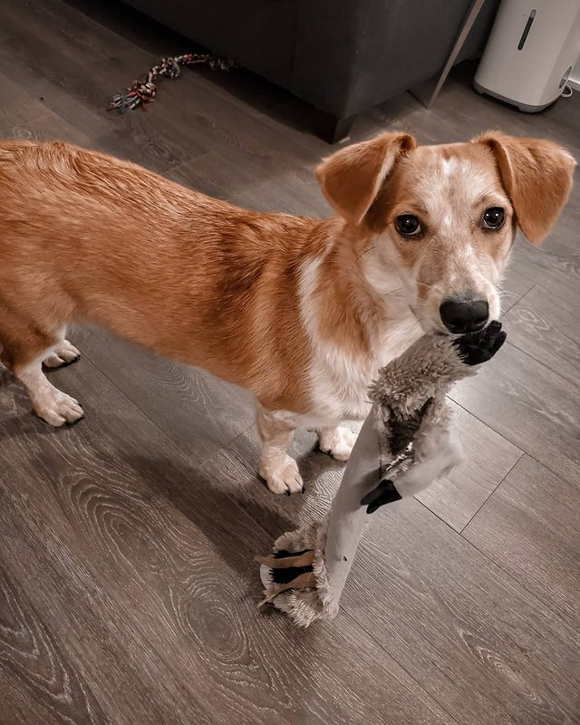 Lily the cowboy corgi