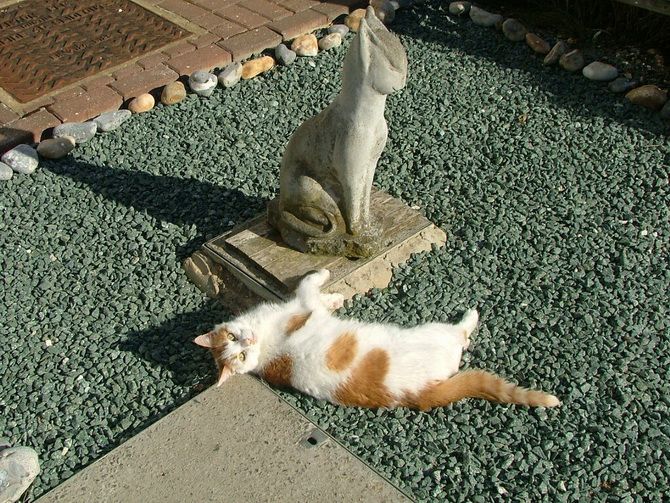 15 erstaunliche Fakten über Katzen + Stimmungskatzen-Fotosammlung 20