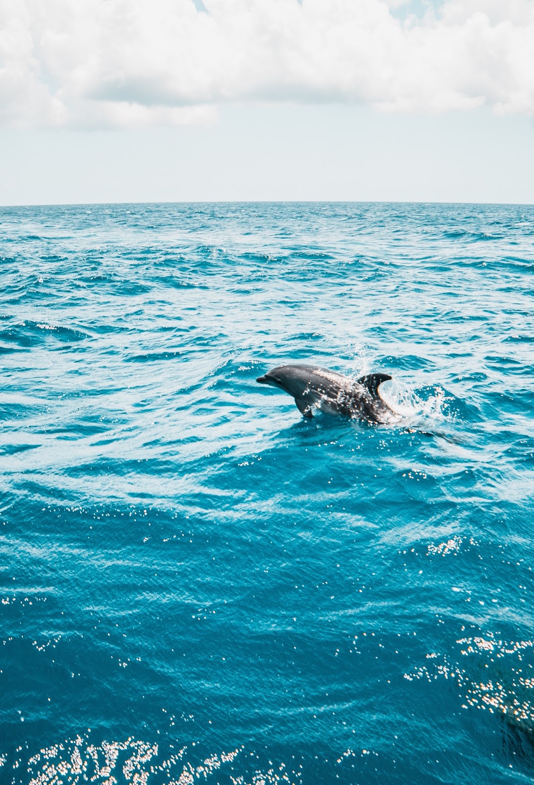 A photo of bottlenose dolphins leaping gracefully in the turquoise waters of Eastern National Park.