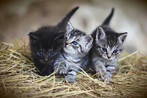Kittens Litter Training - 5 Steps to Success