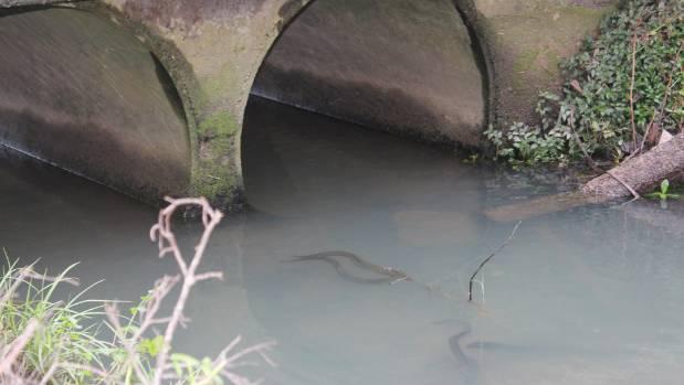 Freshwater eels have been a fixture at Browns Bay's Taiaotea Creek for more than 18 years, with the community marveling ...