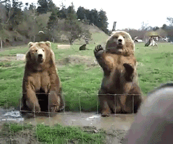 bears waving GIF