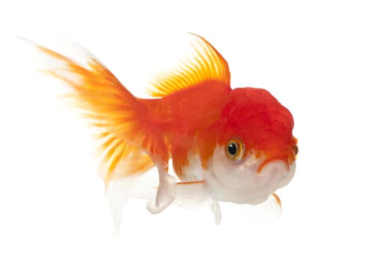 lionhead Goldfish