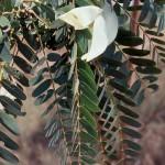 Hummingbird leaves