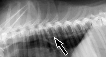 Lateral spine and ventrodorsal thorax radiographs of a dog with metastatic mammary carcinoma