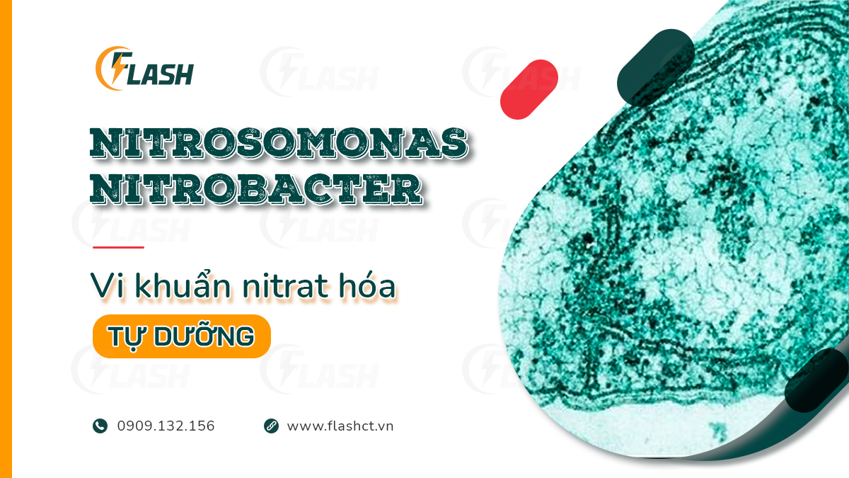 vi khuẩn nitrat hóa tự dưỡng nitrosomonas nitrobacter