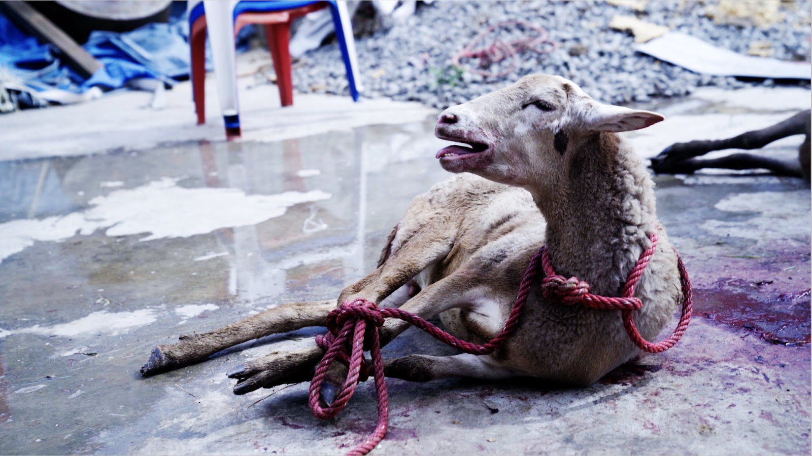 sacrifício animal
