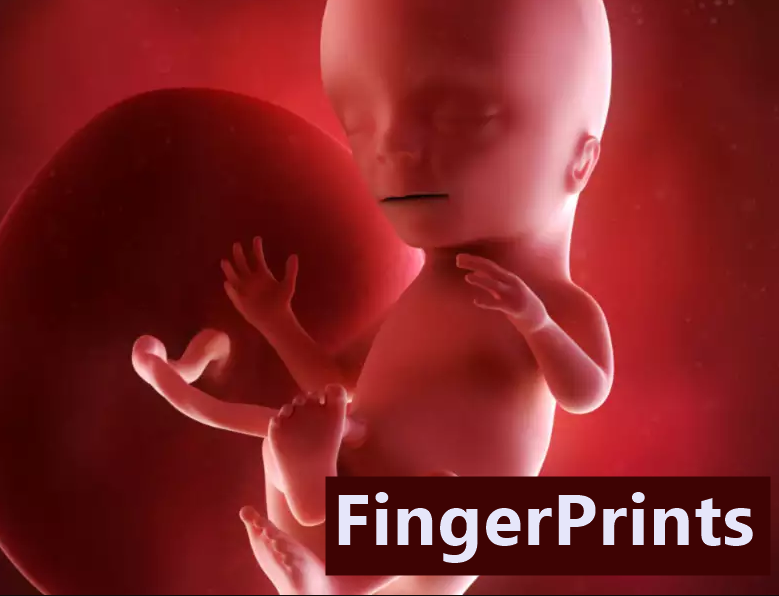 fingerprint formation of a baby