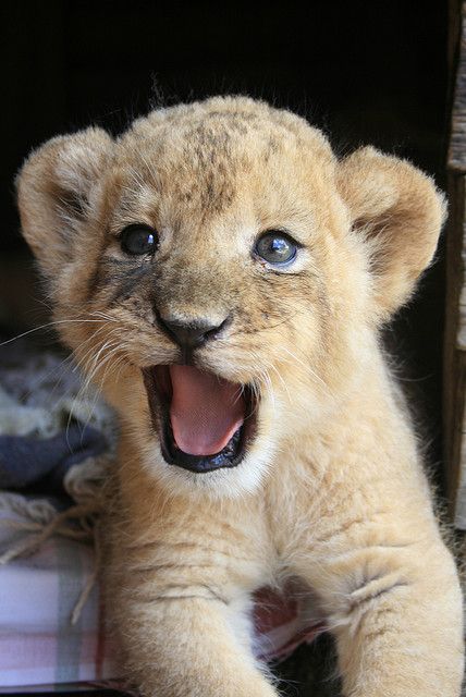 140 Lions ideas | lions, animals wild, wild cats
