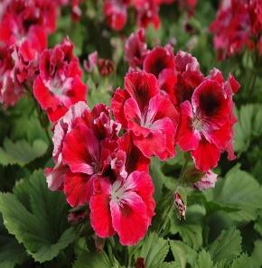Image result for geranium regal elegance red velvet