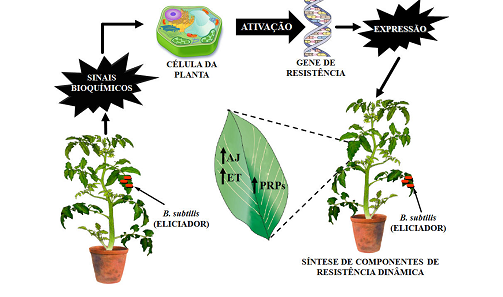 Controle biológico: Diagrama esquemático do fenômeno da resistência sistêmica induzida (ISR) por bactérias do gênero Bacillus.