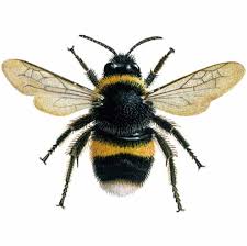 Image result for bee