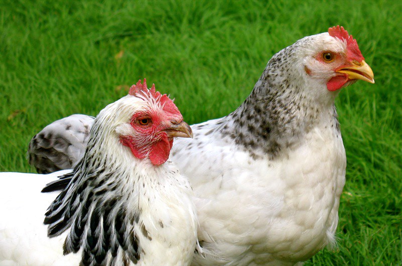 two white chickens