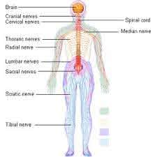Nervous System Diagram | Health Pictures | Nervous system diagram, Nervous  system, Median nerve
