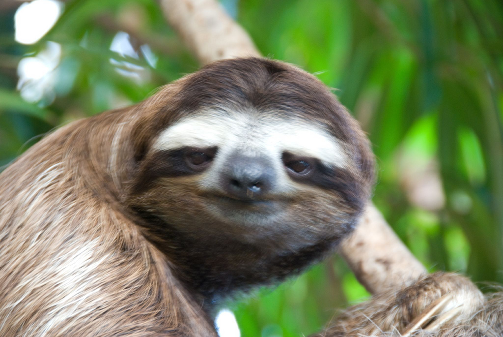 The Smilling Face of A Sloth