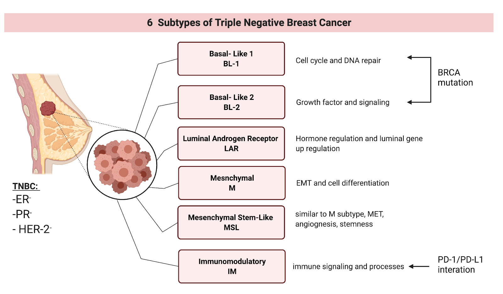 new research on triple negative breast cancer