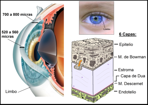 Resultado de imagen de cornea ojo