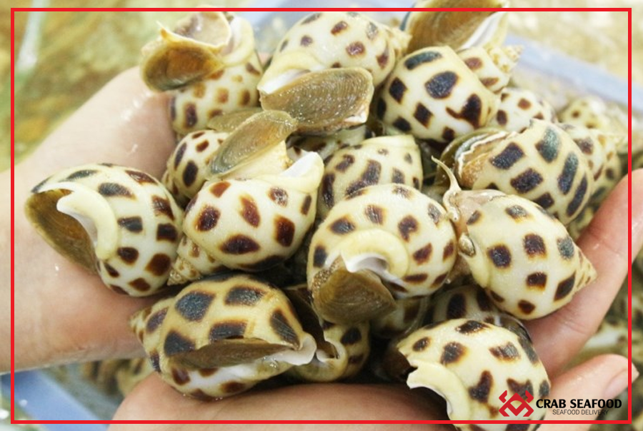 Chọn ốc hương tươi ngon