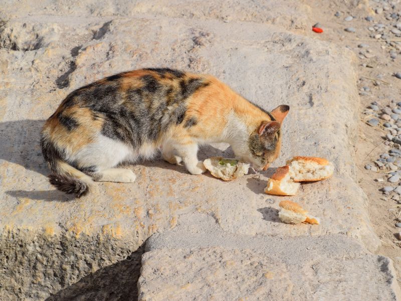 nutrition-value-of-bread-for-cats