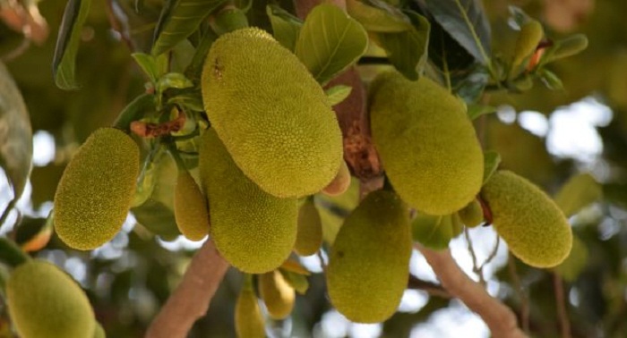 nangka Tanaman Pengusir Tikus