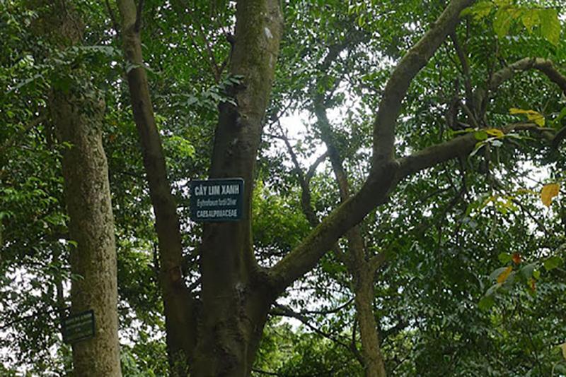 Cây Gỗ Lim (Cây Lim Xanh) - Cây Giống gỗ quý