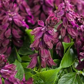 Ablazin'® Purple - Salvia splendens