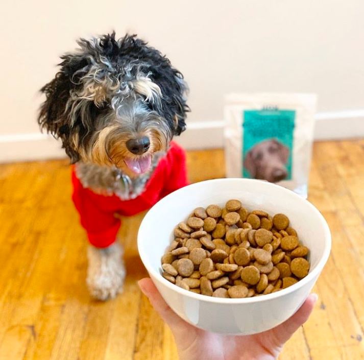 Jinx Dog Food Review Must Read This Before Buying