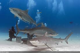 Image result for three tiger sharks