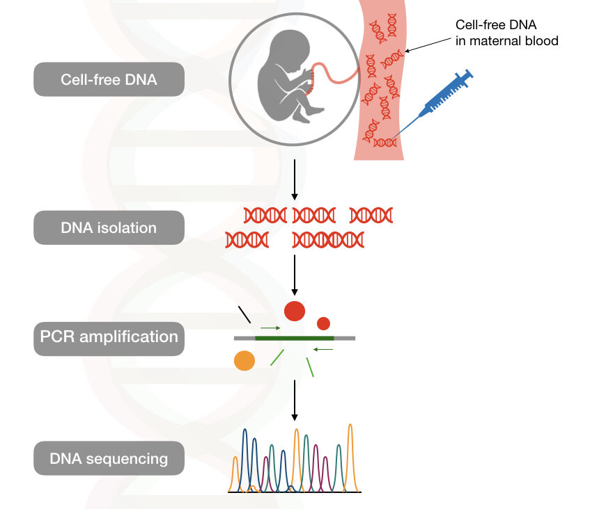 Hypothetical representation of the cell-free fetal DNA testing.