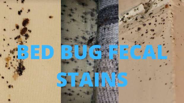 bede bug fecal stains