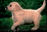 Übergewicht im Welpenalter ist eine Prädisposition für Adipositas beim adulten Hund