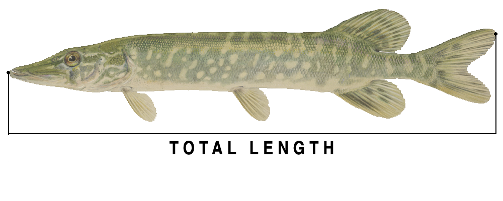 Northern Pike Fishing Bait Burbot PNG, Clipart, Animal Source