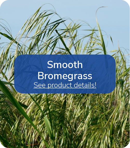 smooth bromegrass