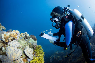 A Marine Scientist Collecting Coral Data [image] | EurekAlert! Science News