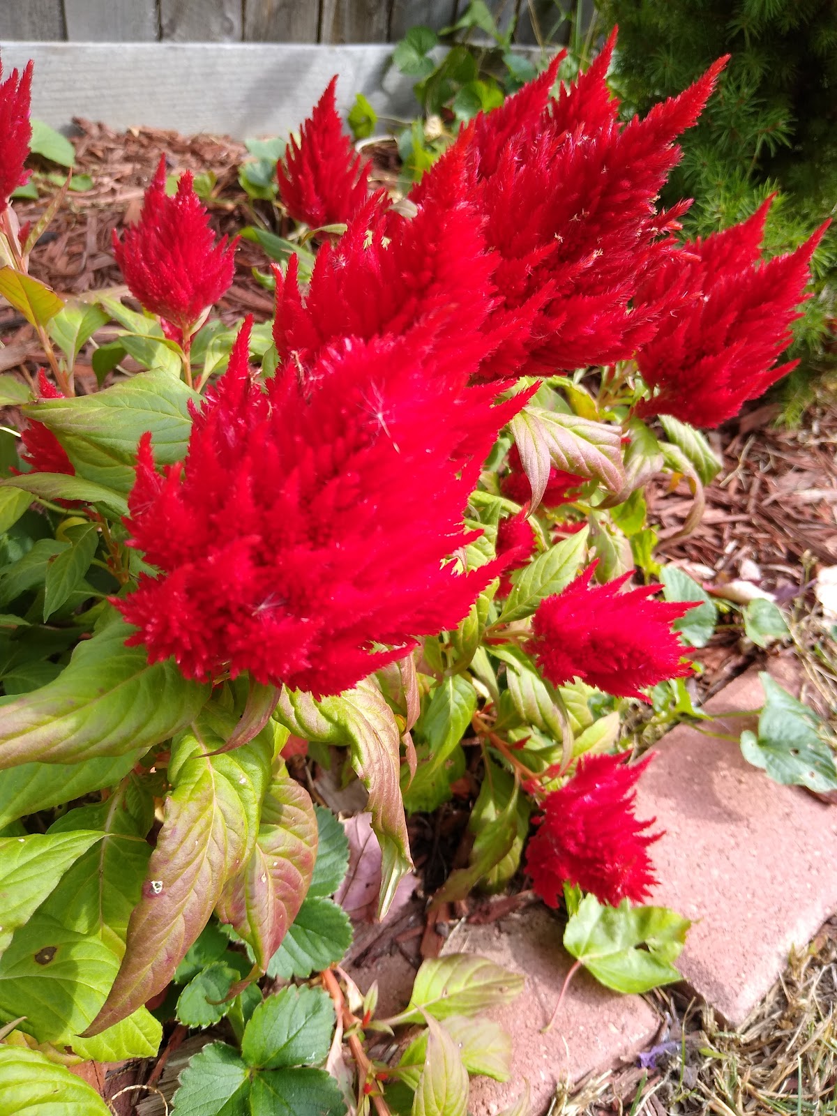red celosia flowers picture