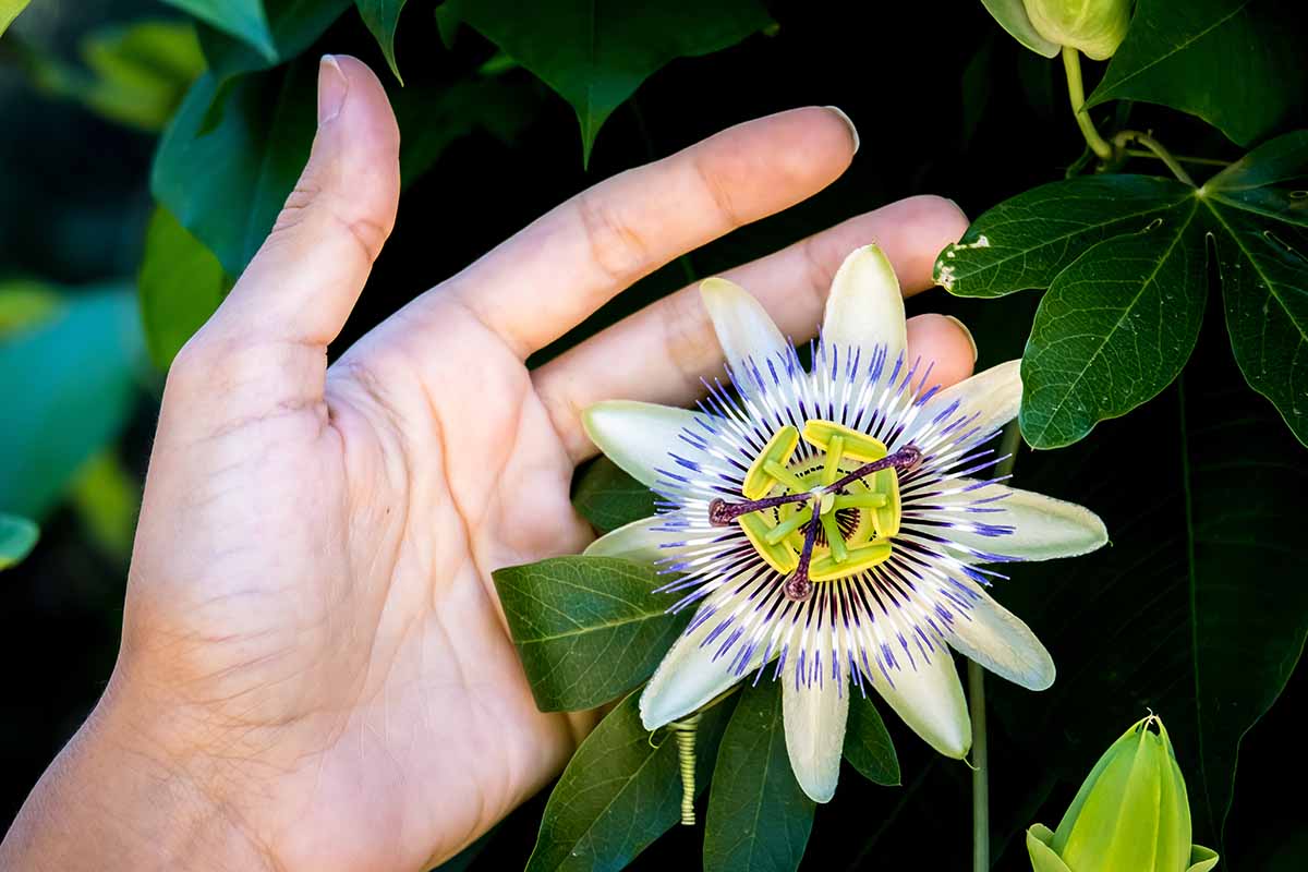 7 สาเหตุทั่วไปที่ทำให้ ต้นเสาวรส (PASSIONFLOWER)ไม่บานสะพรั่งสวยงาม  3