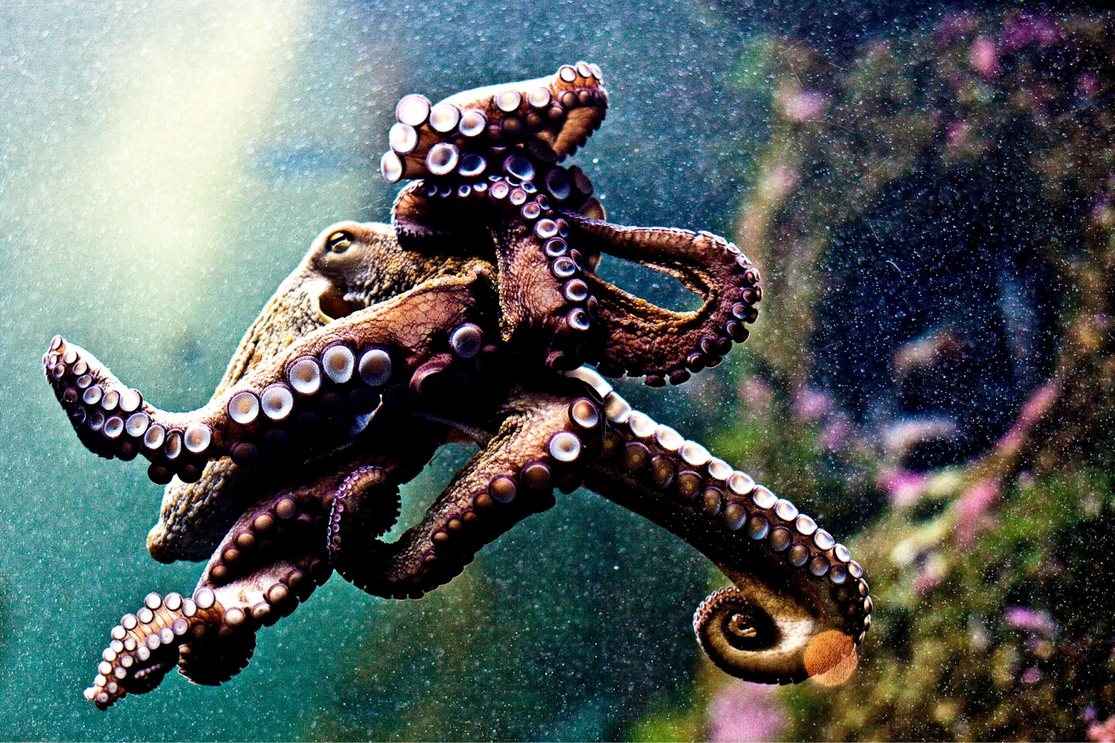 Do Octopuses Change Colors