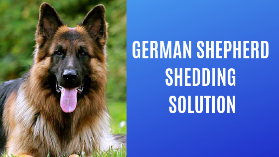 german shepherd shedding