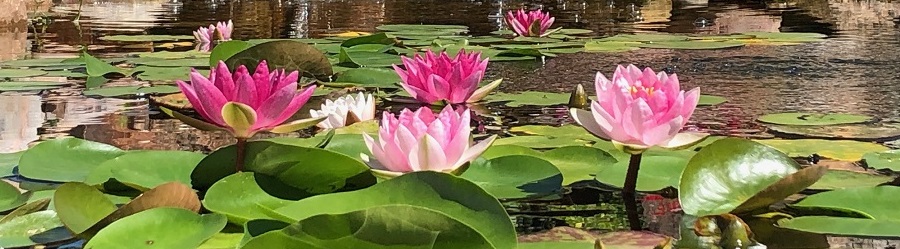 Water lilies & backyard pond landscaping