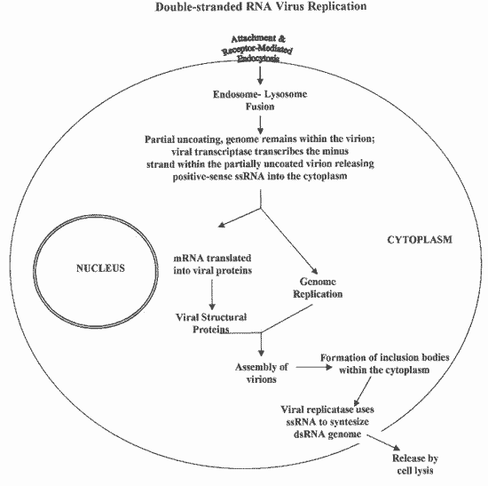 Viral Replication And Genetics Ivis