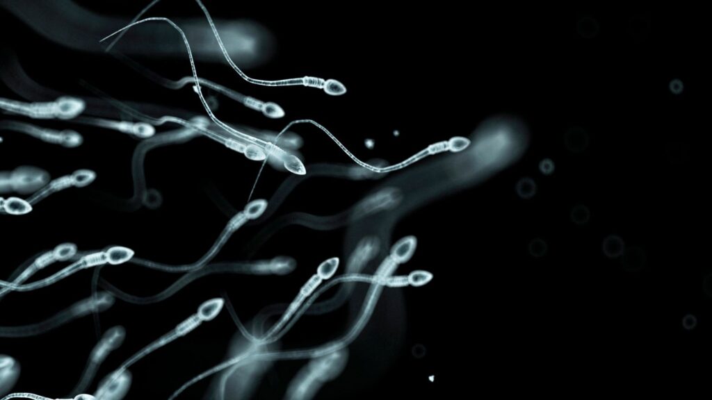 Best male fertility supplements 2023