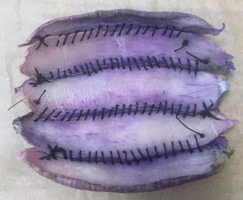 Five slices of purple daikon peel, sewn together. Each slice of peel is attached to the next one on the long side. The shape it forms is kind of squarish, but not quite because the edges are messy. There are four horizontal seams.