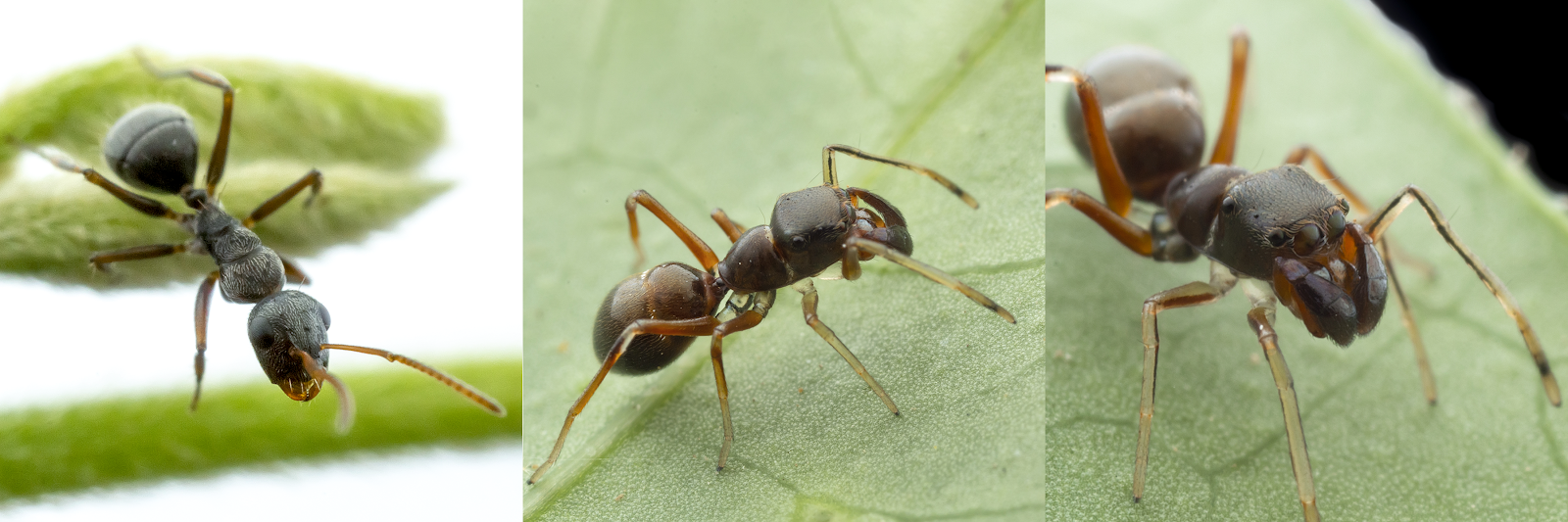 a collage comparison of an ant-mimic jumping spider and the ant it mimics
