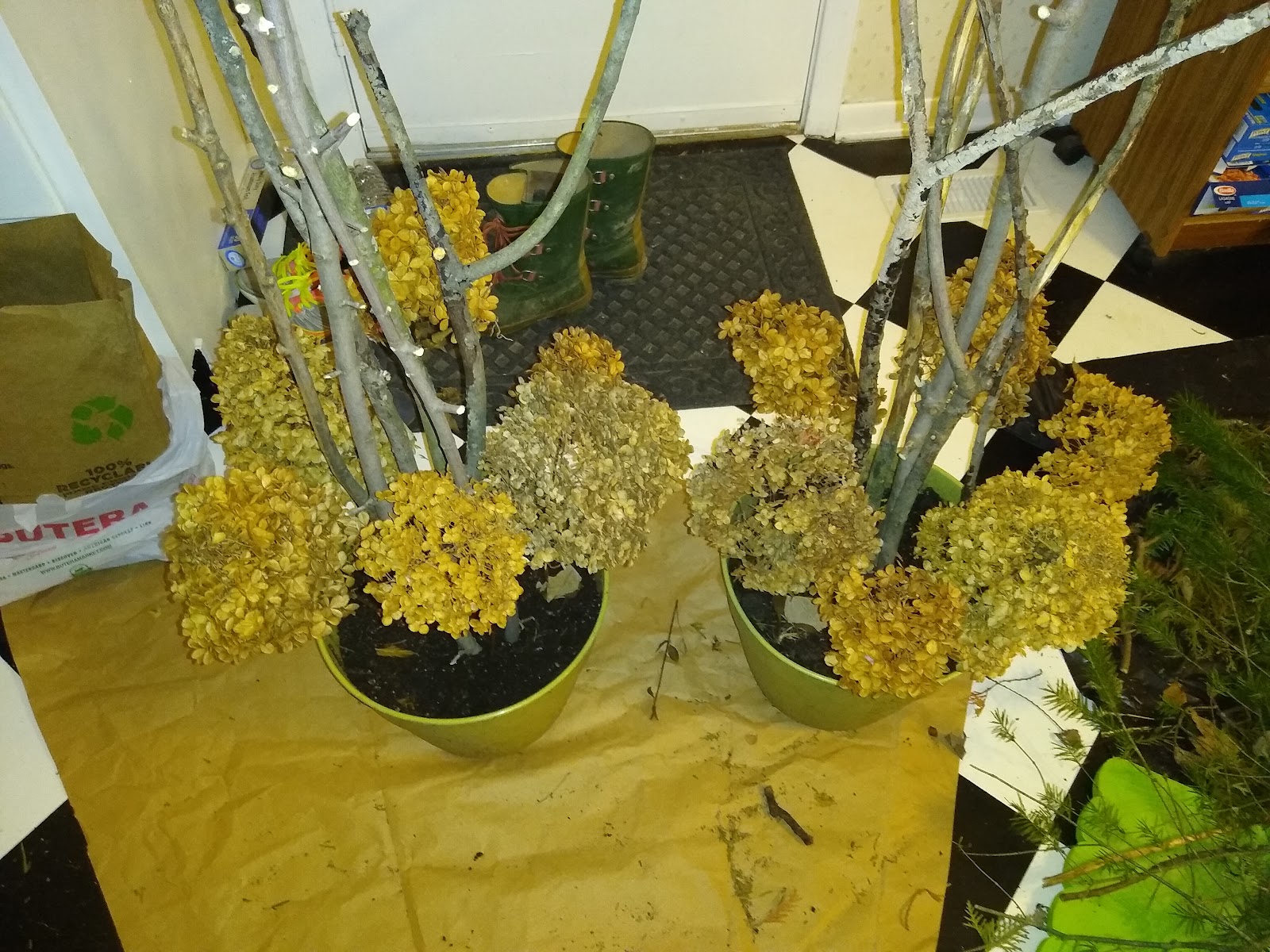 hydrangeas in porch pots