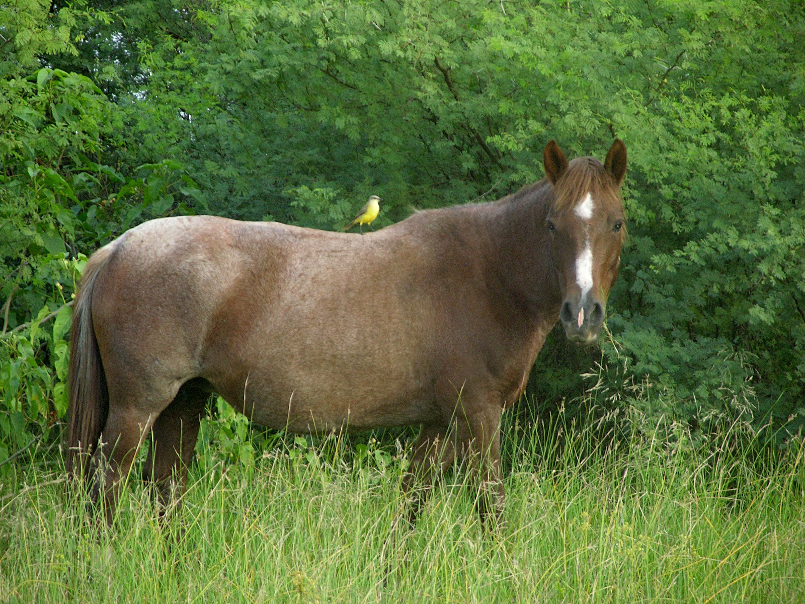 File:Cattle Tyrant on horse.