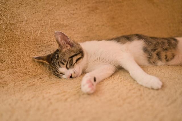 猫, 横たわる, 屋内, 動物 が含まれている画像

自動的に生成された説明