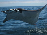 Description: Mobula sp - wiki.jpg