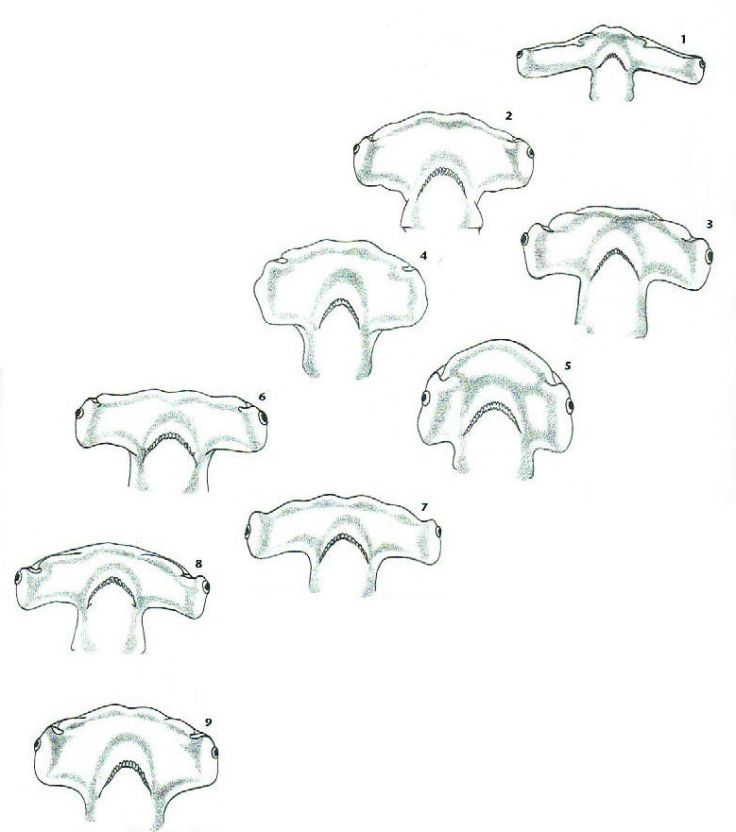  Cabezas de tiburón martillo