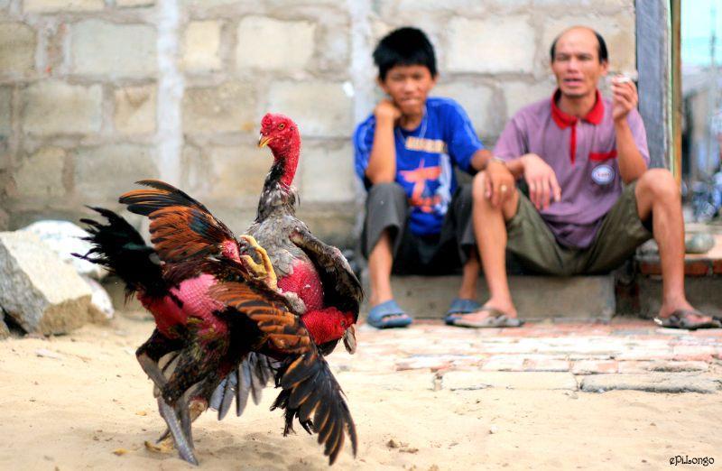 Gà chọi Cao Lãnh là giống gà nổi tiếng nhất tại miền Tây Nam Bộ